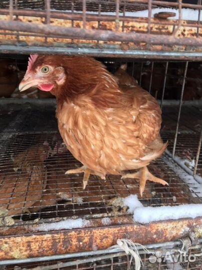 Куры Несушки