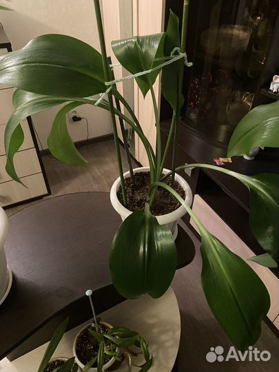 Эухарис амазонская лилия