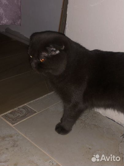 Кошка вислоухая британская