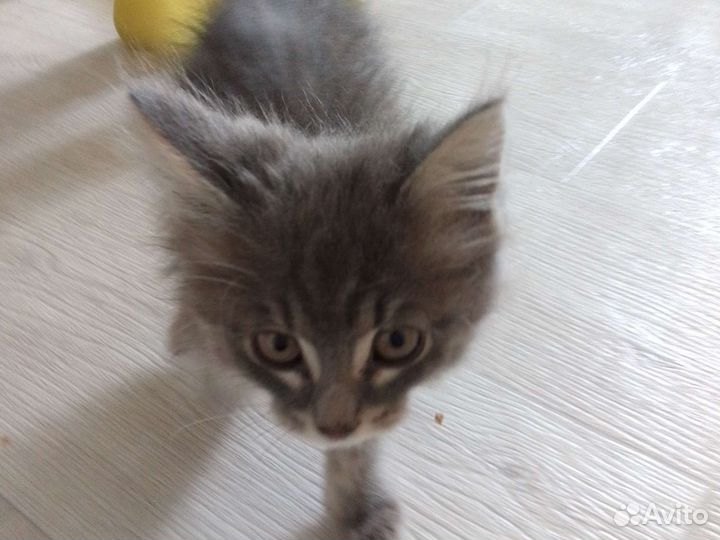 Отдам котика