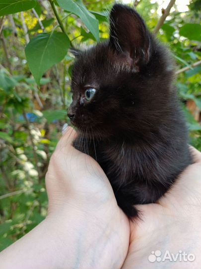 Котята в добрые руки бесплатно