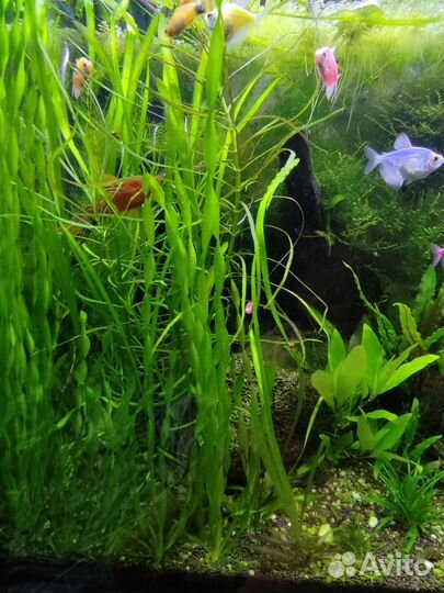 Аквариумные рыбки и растения