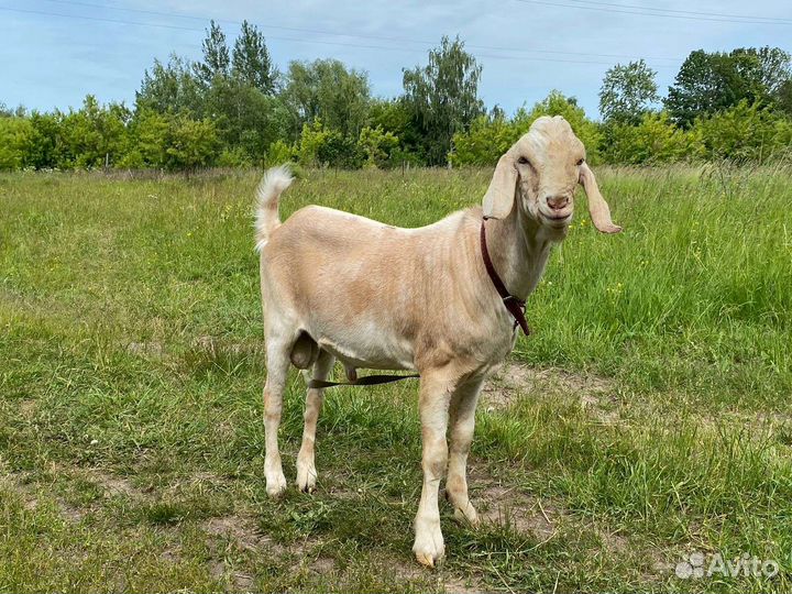 Козёл на вязку. Нубийская козочка