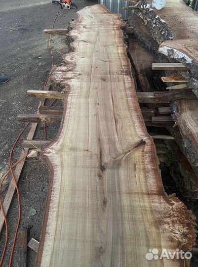 Слэб каповый тополь