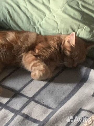 Кошка Оранжевый кот объявление продам