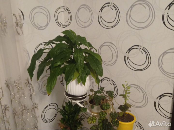 Спатифиллум