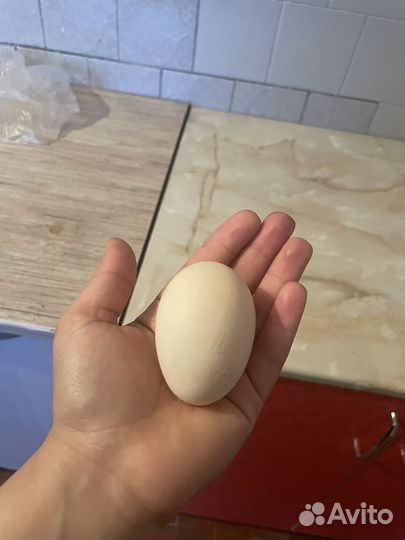 Куры несушки