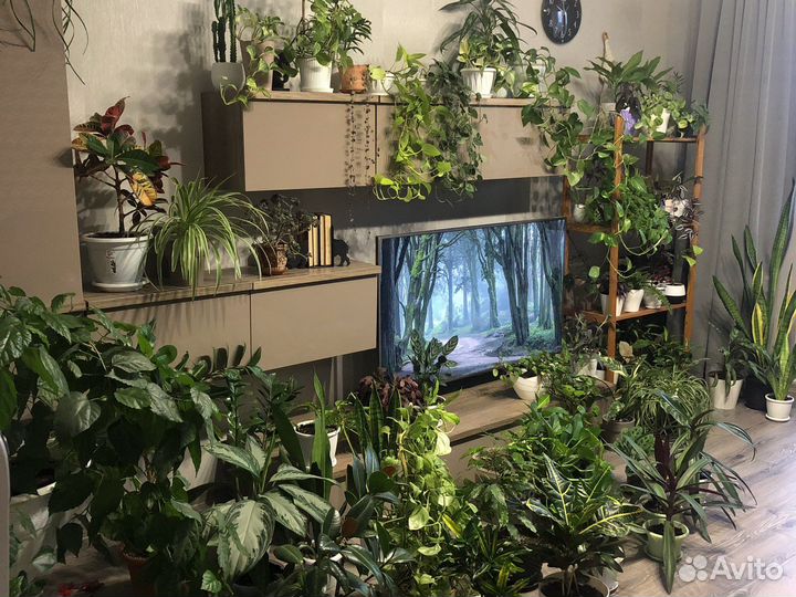 Большой выбор комнатных растений, больше в профиле
