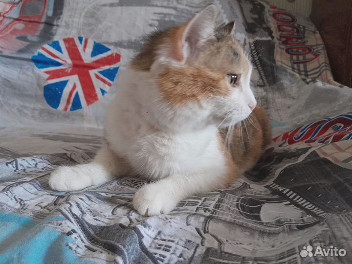 Отдам кошку