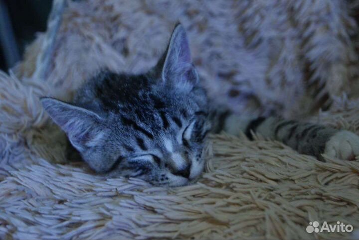 Котенок мальчик
