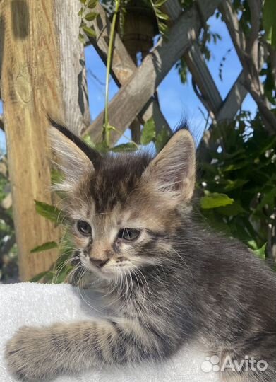 Котята мейн-кун