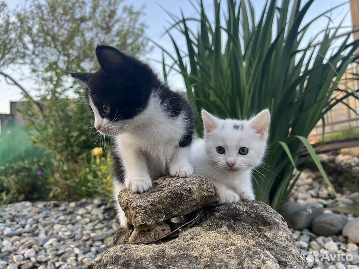 Котята в дар