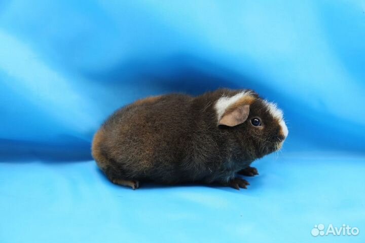 Морские Свинки Американский Тедди