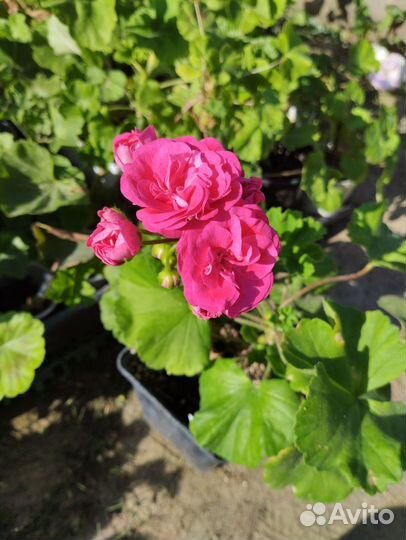 Пеларгония Survivor Rosalinda