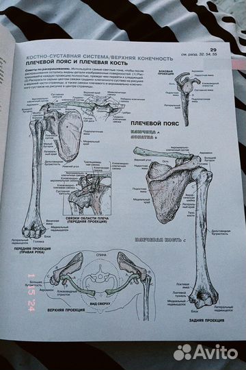 Анатомия человека атлас-раскраска