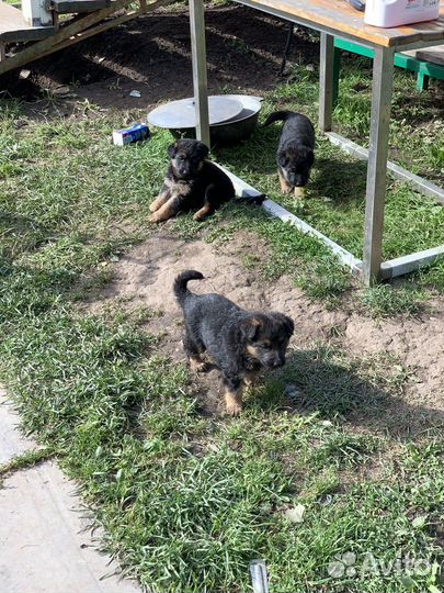 Щенки немецкой овчарки