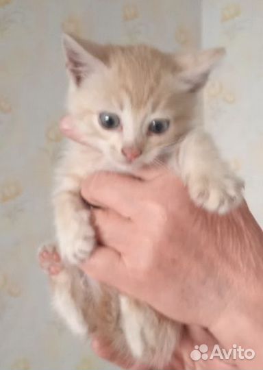 Персиковый мальчик