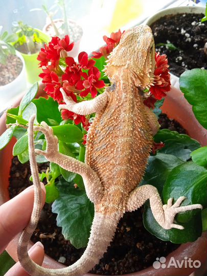 Бородатая агама