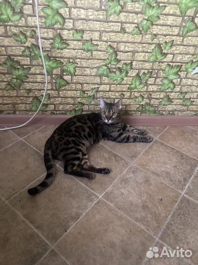 Бенгальский кот