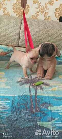 Щенки чихуахуа