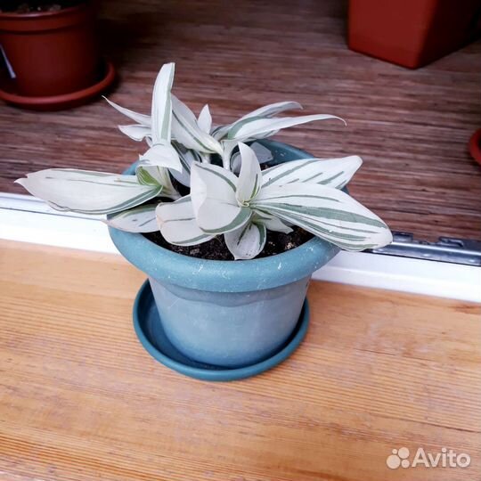 Традесканция белая кустовая