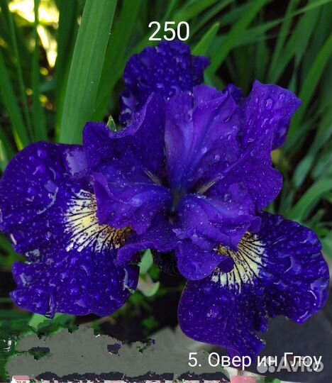 Ирис сибирский