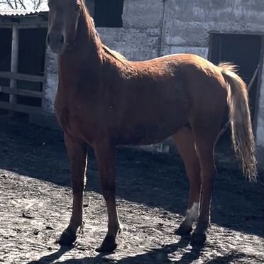 Продам донских жеребчиков