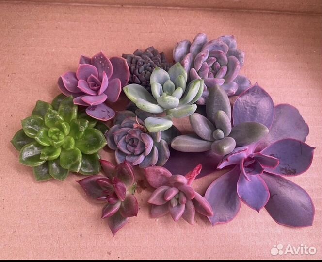 Суккуленты черенки Набором