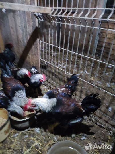 Молодые петушки