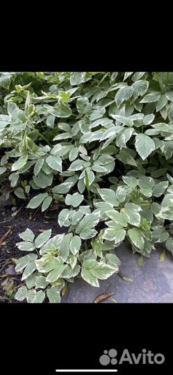 Растения для сада