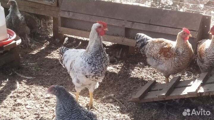 Молодые петухи Билефельдер и Михелены