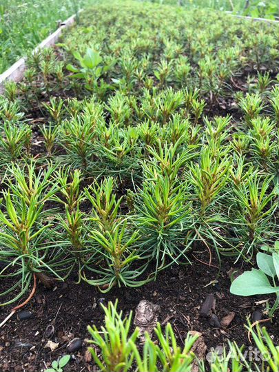 Сеянцы кедра сибирского