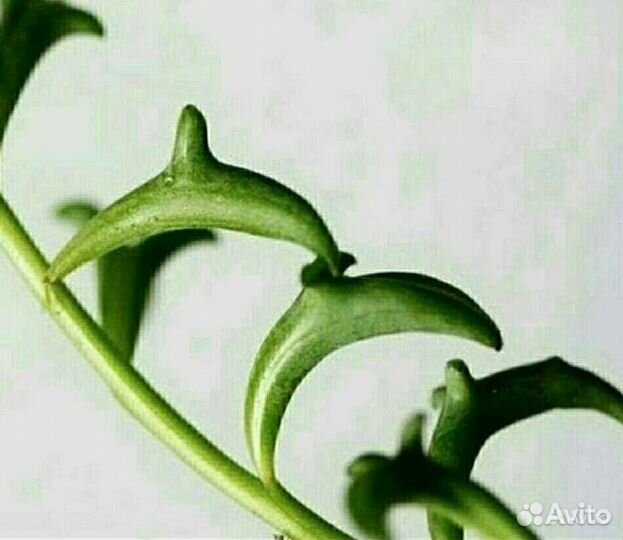 Разные комнатные