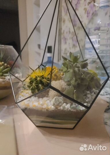 Флорариум из суккулентов.Кактус.Подарок 1 сентября