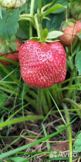 Клубника ремонтантная