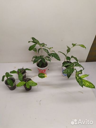 Редкие драцены для дома