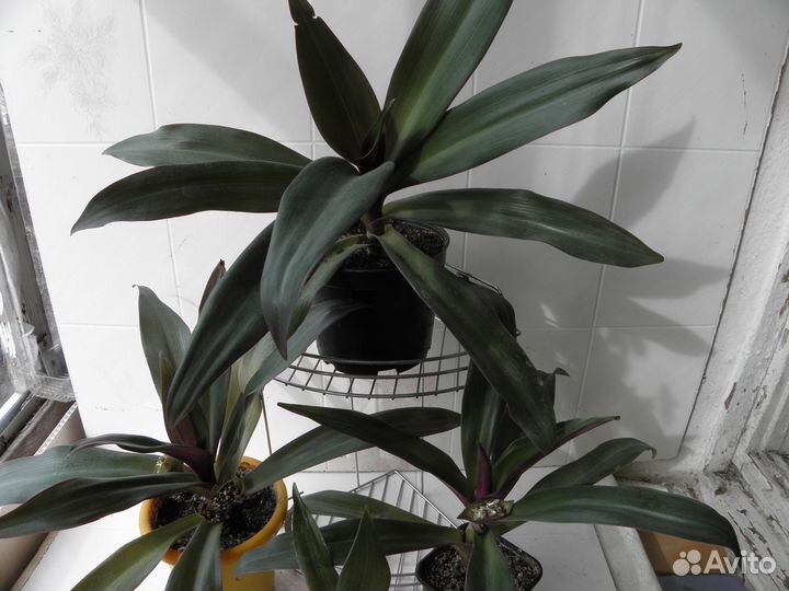 Рэо и Монстера