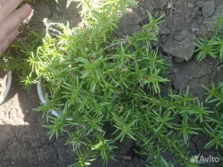 Почвопокровные растения - часть 1