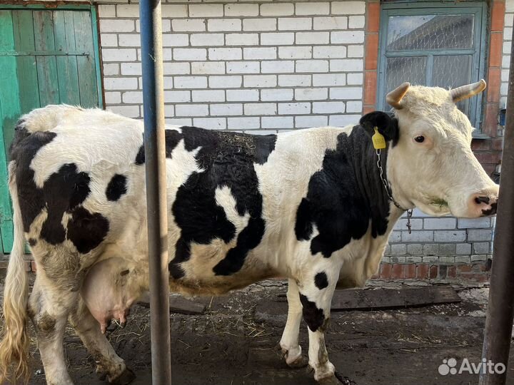 Корова стельная