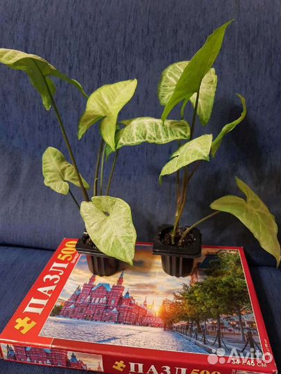 Цветы для дома и офиса