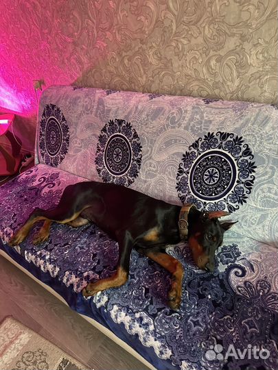 Щенки добермана