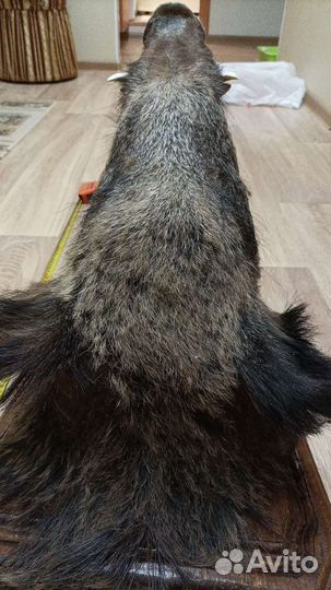 Голова кабана