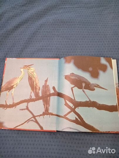 Книга о природе с иллюстрациями 