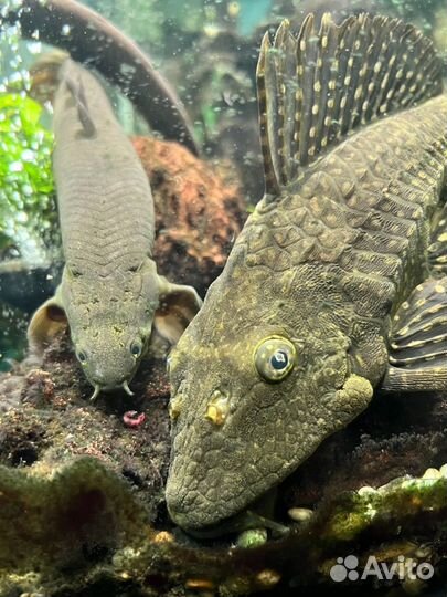 Сом парчовый птеригоплихт