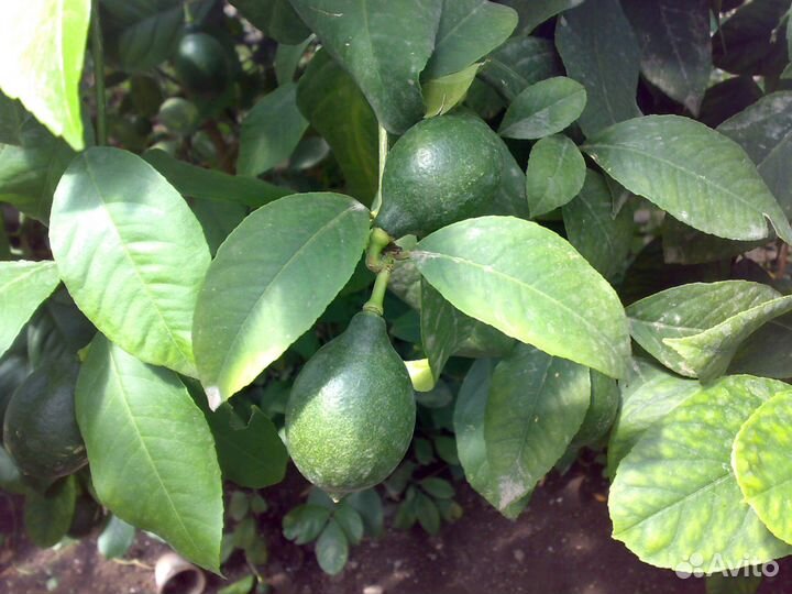 Продам Цитрусовые растения