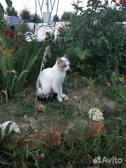 Котик ищет дом