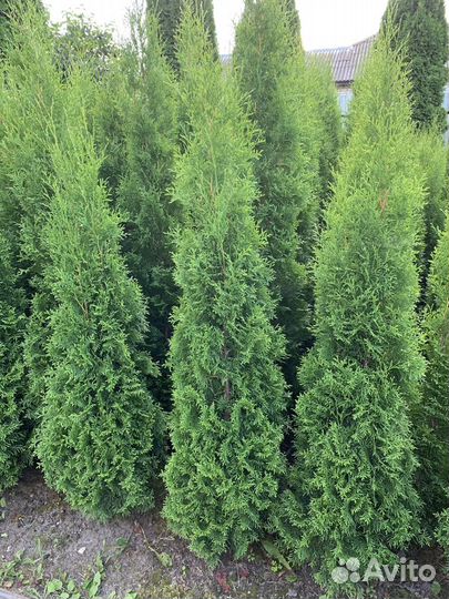 Туя западная Смарагд