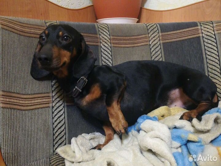 Такса мальчик, вязка