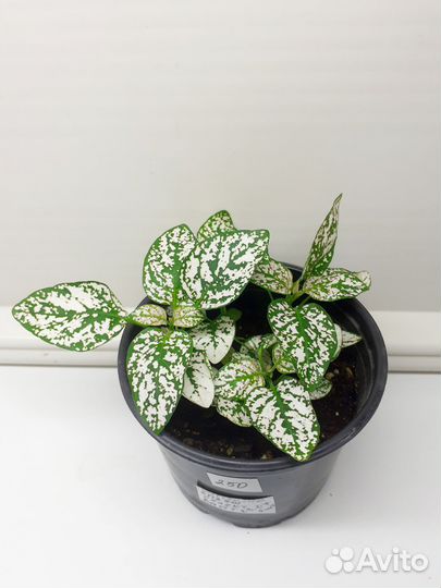 Крассула, калатея, бегония, рео, гипестис