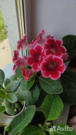 Глоксиния клубни